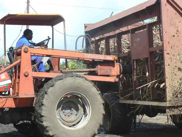 fabrique du sucre de canne