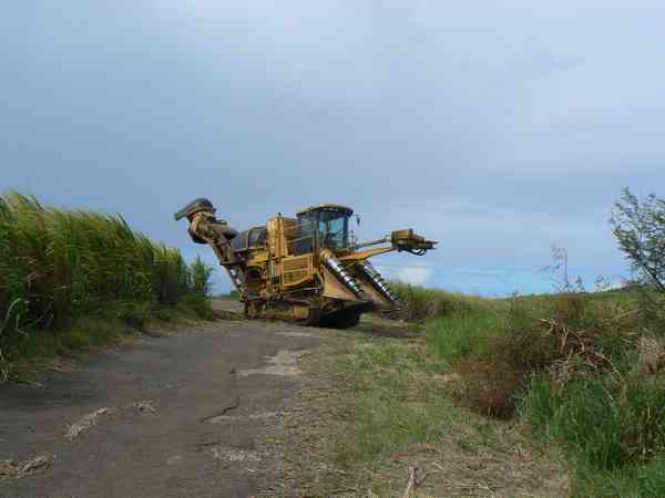 Récolte mécanisée