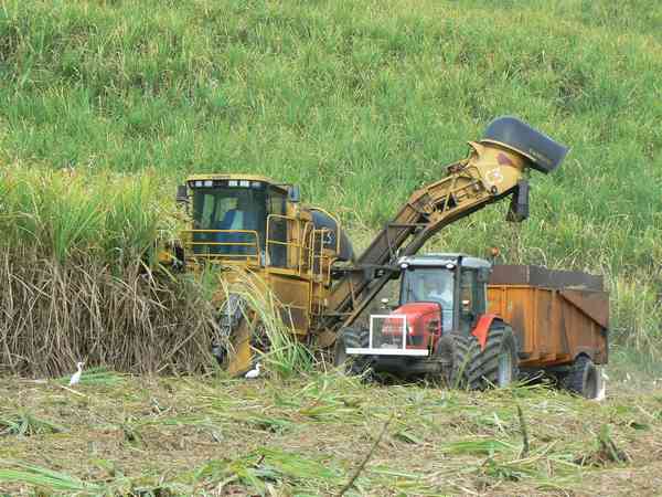 Récolte mécanisée