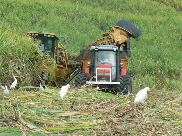 Récolte mécanisée