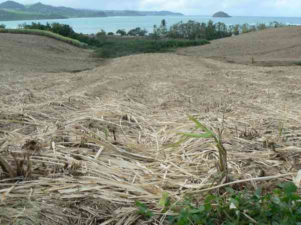 Récolte mécanisée