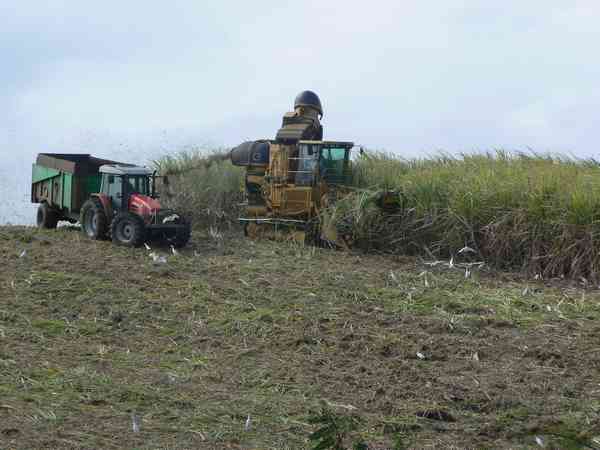 Récolte mécanisée